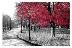 Big Red Tree 24 x 36 Print offers at $48 in Surplus Furniture