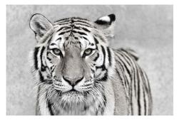Baby Tiger 24 x 36 Print offers at $48 in Surplus Furniture