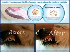 Bluestem Oral Care Chicken Flavor Toothpaste for Dogs and Cats offers at $19.95 in Petland