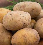 Kennebec Seed Potatoes offers at $3.59 in Peavey Mart
