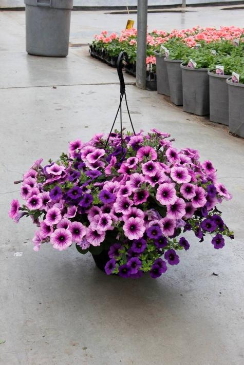 Hanging Baskets offers at $33.74 in Peavey Mart