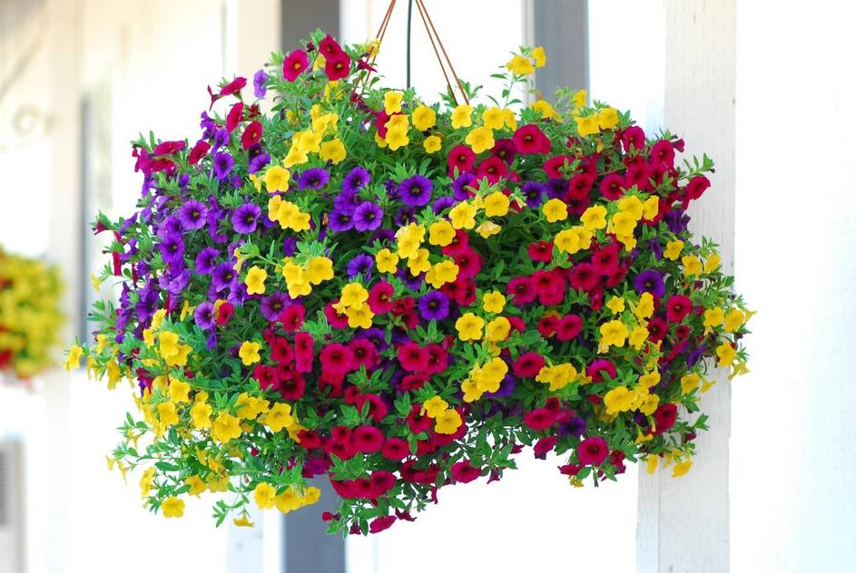 12" Basket Hanging offers at $24.37 in Peavey Mart