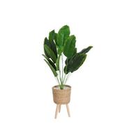 LAUREN TAYLOR GREEN LEAF PLANT IN A  TRIPOD POT 38.5" offers at $59.99 in Beddington's